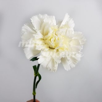 Белая гвоздика Сноусторм