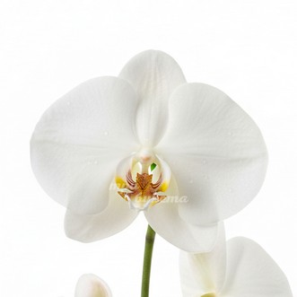 Белая орхидея