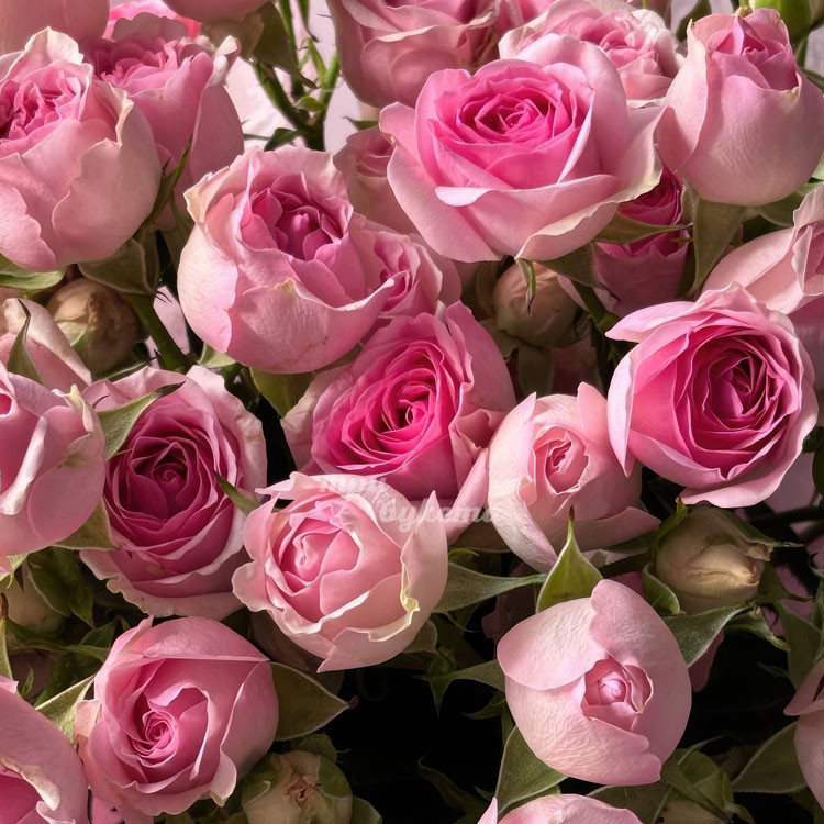 Букет из 9 нежно-розовых кустовых роз (крупный план)